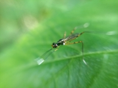 Rainieria