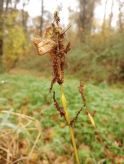 Neolasioptera boehmeriae