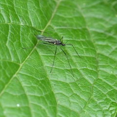 Gnophomyia