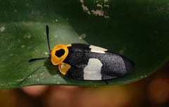 Eushelfordia pica