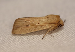 Leucania abdominalis