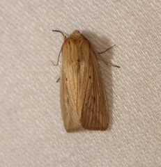 Leucania abdominalis