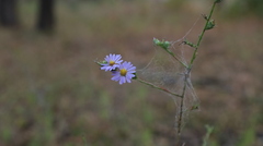 Symphyotrichum anomalum