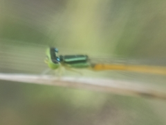 Ischnura rubilio
