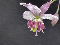 Arthropodium milleflorum