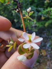 Phyllanthus orbicularis