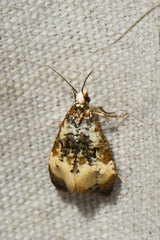 Phalonidia memoranda