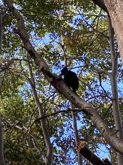 Campephilus magellanicus