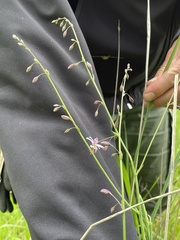 Arthropodium milleflorum