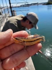 Tridentiger trigonocephalus