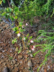 Phyllanthus orbicularis