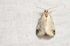 Maliattha synochitis