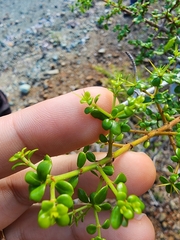 Phyllanthus orbicularis