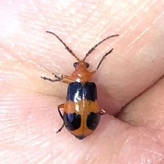 Aulacophora hilaris
