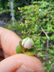 Phyllanthus orbicularis