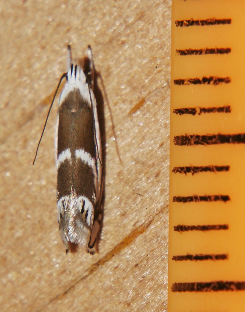Xylorycta ceratospila
