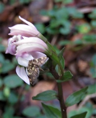 Triphora trianthophoros