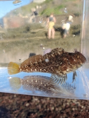 Hypsoblennius gilberti