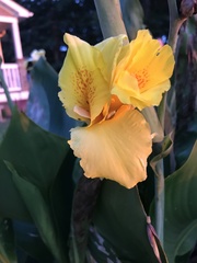 Canna × generalis