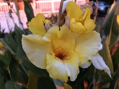 Canna × generalis