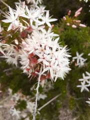 Calytrix tetragona