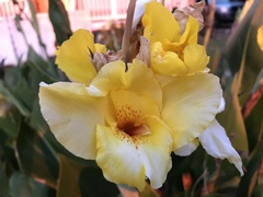 Canna × generalis