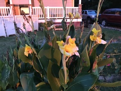 Canna × generalis