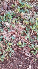 Rhynchosida physocalyx