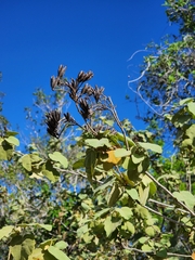 Helicteres