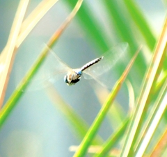 Rhionaeschna multicolor