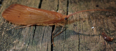 Pycnopsyche luculenta