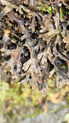 Pseudocyphellaria