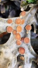 Pseudocyphellaria