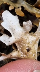 Pseudocyphellaria