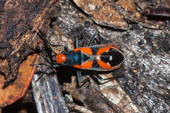 Melanerythrus mactans