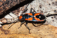 Melanerythrus mactans