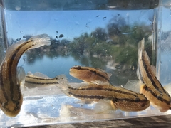 Tridentiger trigonocephalus