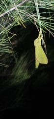 Aenetus eximia