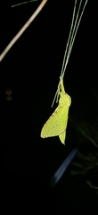 Aenetus eximia