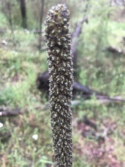 Xanthorrhoea minor