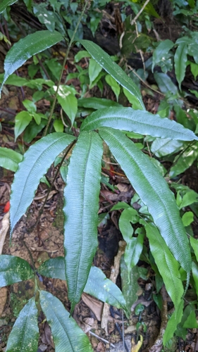 Angiopteris somae (Angiopteris somae)