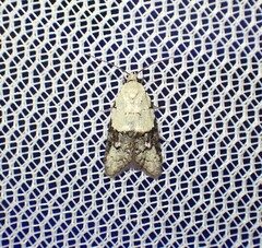 Tracholena sulfurosa