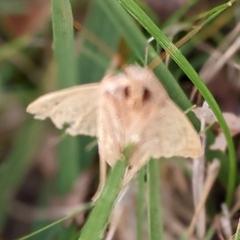 Lepidoptera