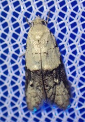 Tracholena sulfurosa