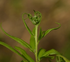 Pityrogramma trifoliata