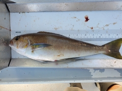 Caulolatilus princeps