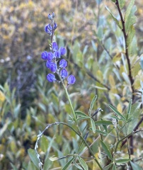 Lupinus argenteus