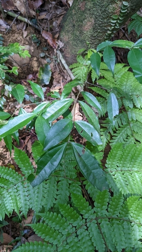 Strychnos cathayensis (Strychnos cathayensis)