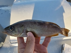 Sebastes serranoides