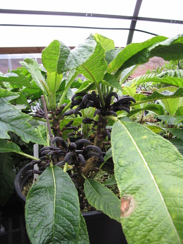 Cyanea gibsonii